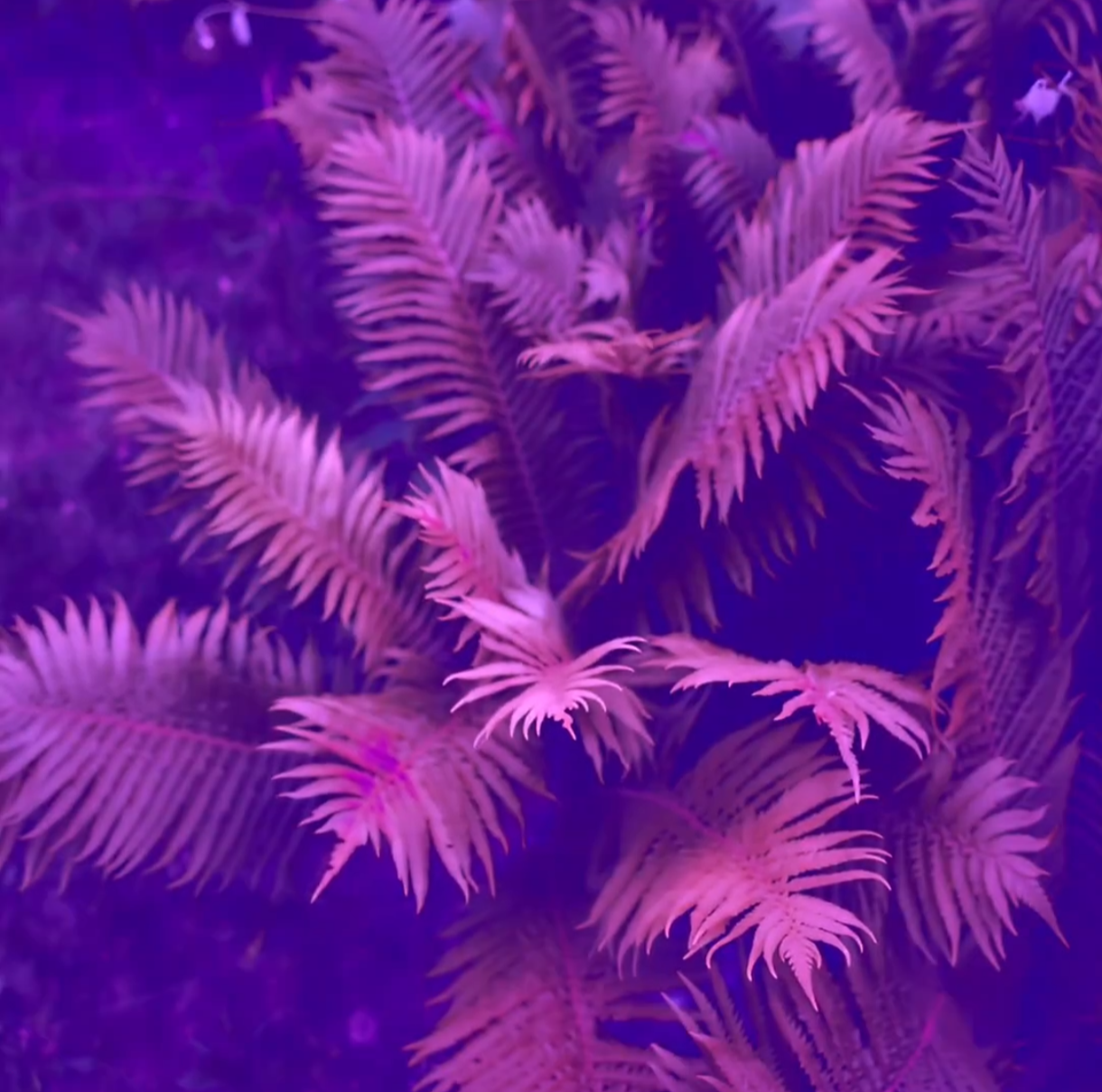 Image attached to the initial post